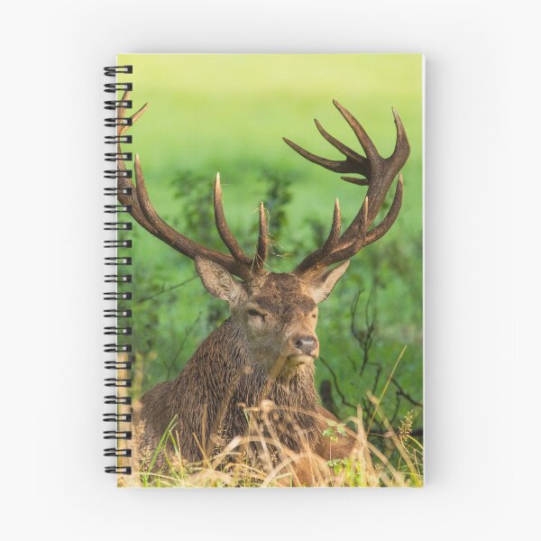 Item preview, Red Deer Stag resting designed and sold by tynesidephotos.