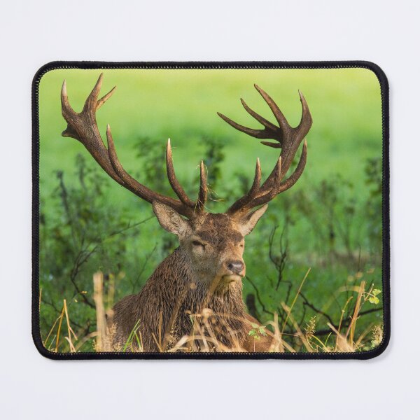 Item preview, Red Deer Stag resting designed and sold by tynesidephotos.