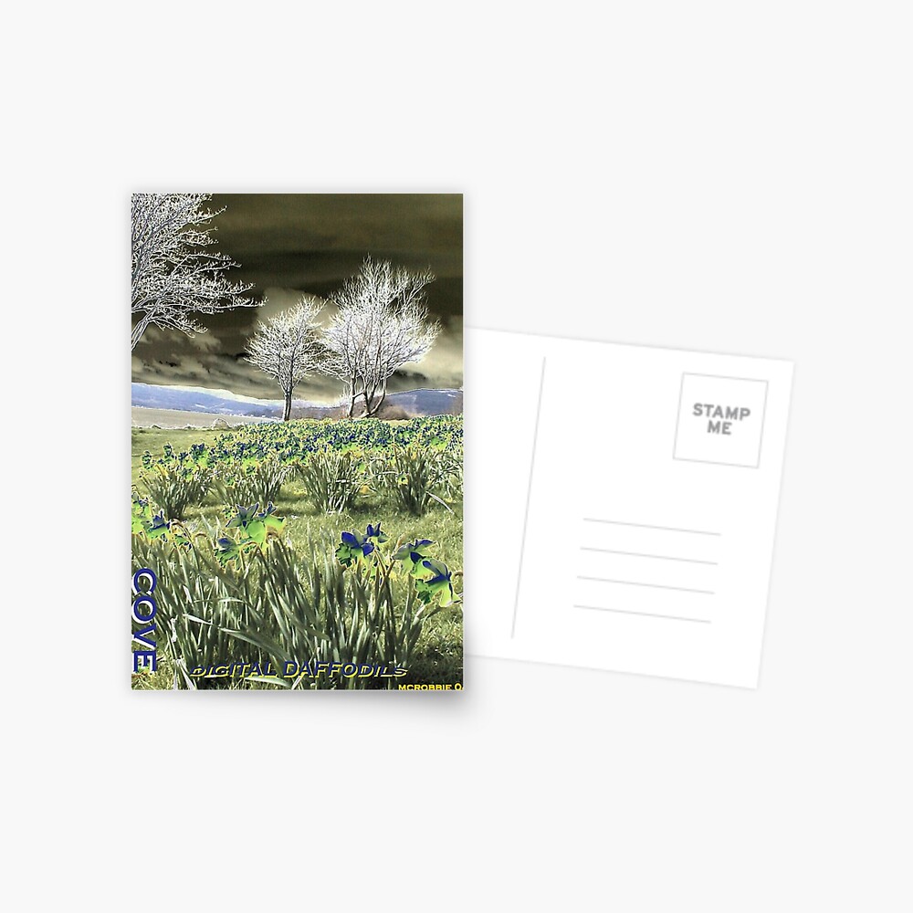 Digital daffodils Postcard
