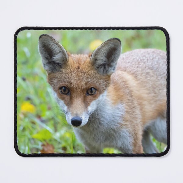 Item preview, Portrait of a red fox, Vulpes vulpes designed and sold by Zosimus.