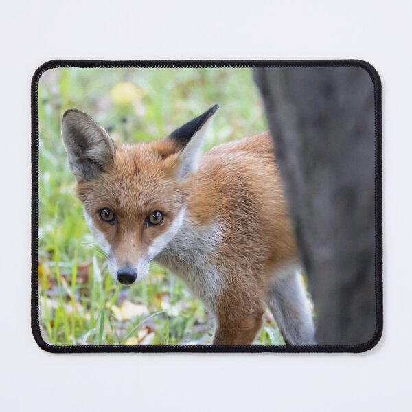 Item preview, Red fox, Vulpes vulpes designed and sold by Zosimus.