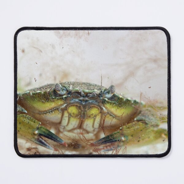 Item preview, Portrait of a green shore crab, Carcinus maenas designed and sold by Zosimus.