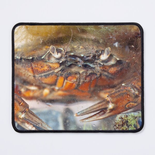 Item preview, Portrait of a green shore crab, Carcinus maenas designed and sold by Zosimus.