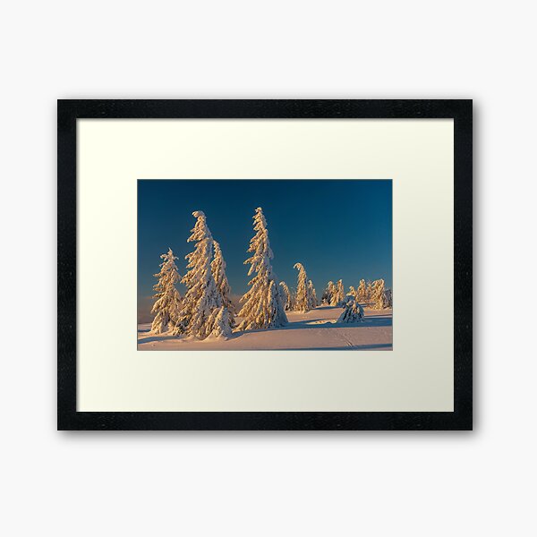 Sapins sous la neige au Haut Fourneau Impression encadrée
