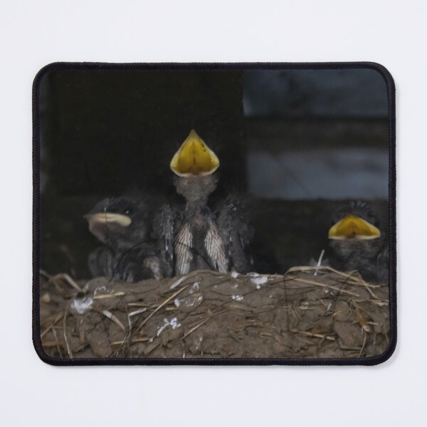 Item preview, Hungry barn swallow chicks, Hirundo rustica, in a nest designed and sold by Zosimus.