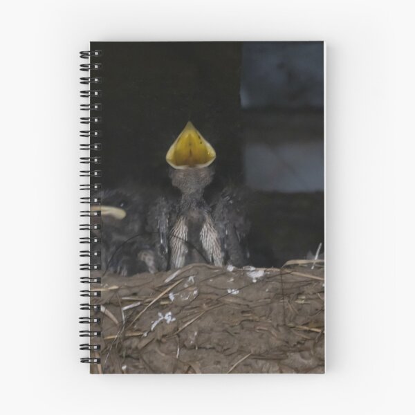 Item preview, Hungry barn swallow chicks, Hirundo rustica, in a nest designed and sold by Zosimus.