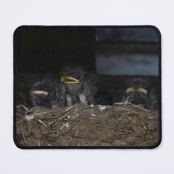 Item preview, Hungry barn swallow chicks, Hirundo rustica designed and sold by Zosimus.