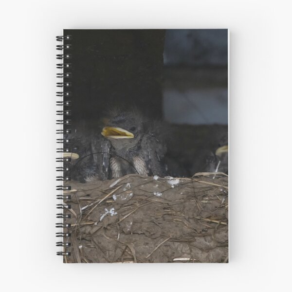 Item preview, Hungry barn swallow chicks, Hirundo rustica designed and sold by Zosimus.