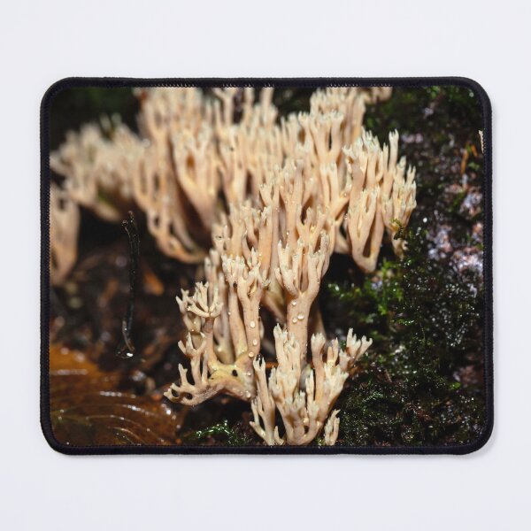 Item preview, The coral fungus Artomyces pyxidatus designed and sold by Zosimus.