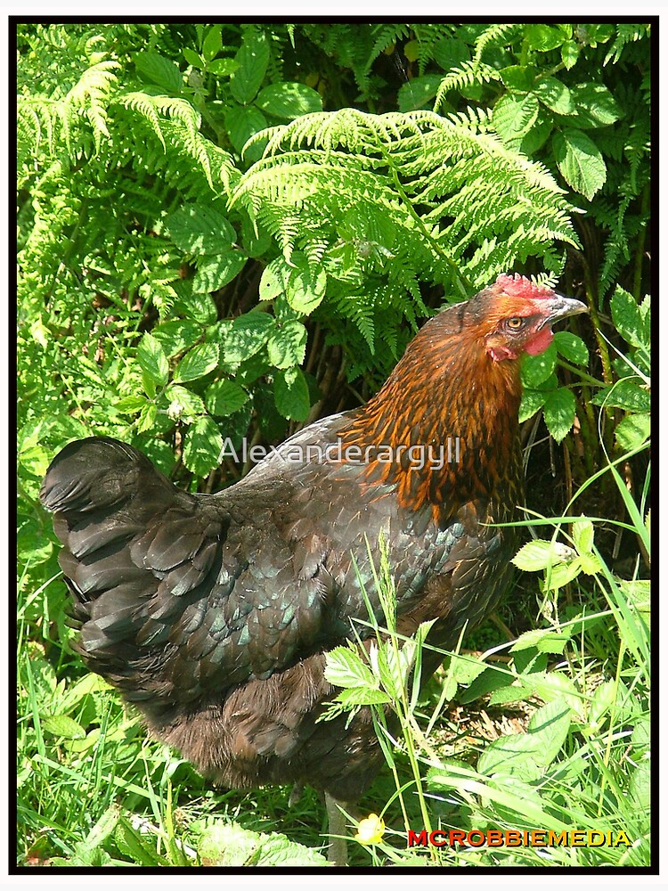 Whose Chicken by Alexanderargyll