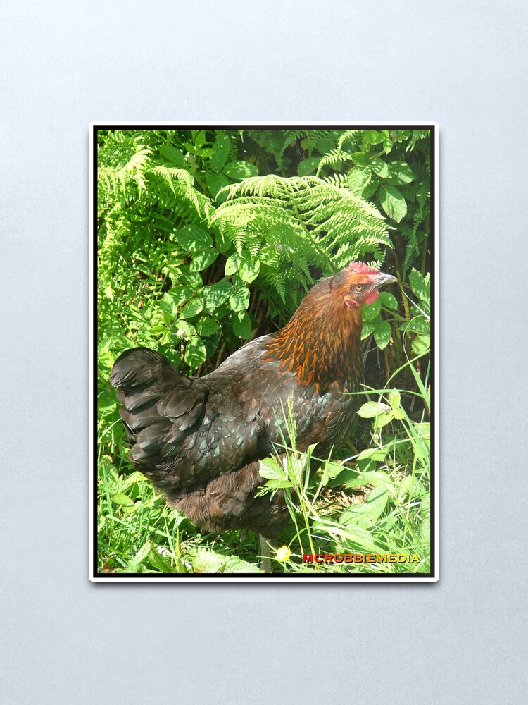 Alternate view of Whose Chicken Metal Print