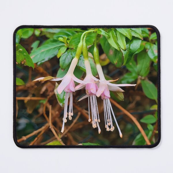 Item preview, Pink Fuchsia  designed and sold by Johanna O Malley.