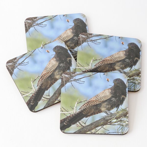 Item preview, Pheasant Coucal ( Woop Woop Bird) designed and sold by Mark Grimsley.