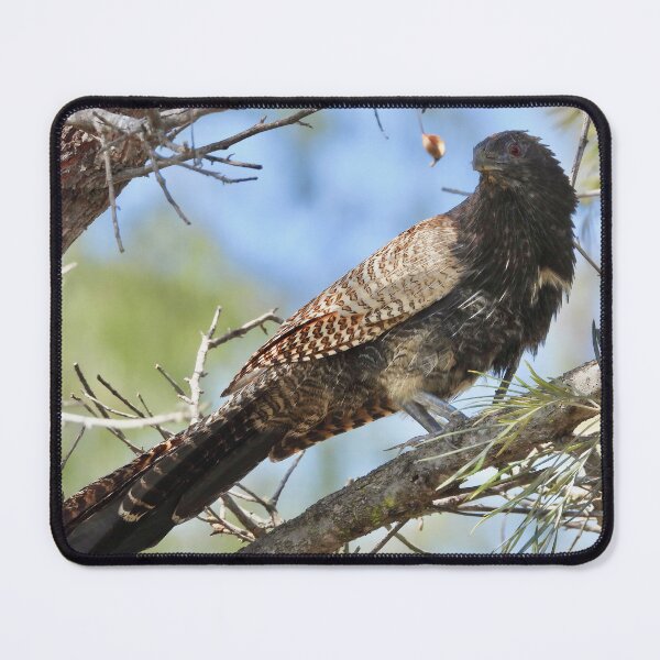 Item preview, Pheasant Coucal ( Woop Woop Bird) designed and sold by Mark Grimsley.