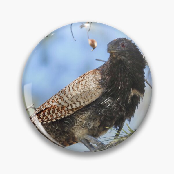 Item preview, Pheasant Coucal ( Woop Woop Bird) designed and sold by Mark Grimsley.