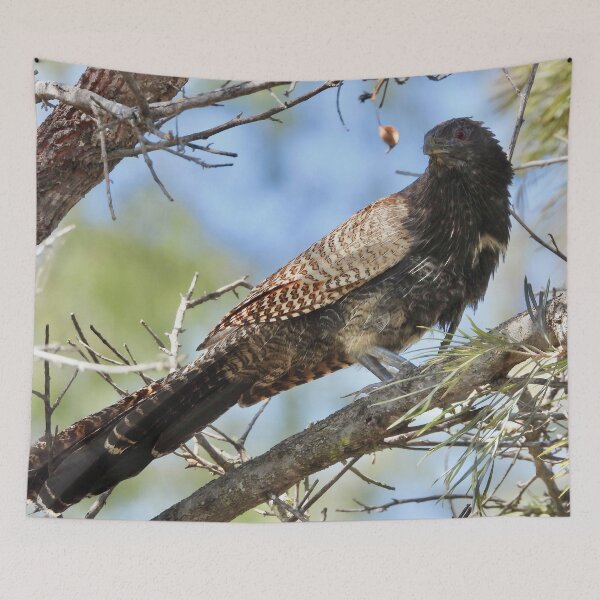 Item preview, Pheasant Coucal ( Woop Woop Bird) designed and sold by Mark Grimsley.