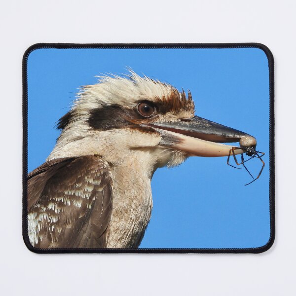 Item preview, Sipder for lunch Kookaburra designed and sold by Mark Grimsley.