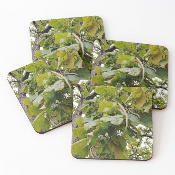 Item preview, Catalpa Tree Seed Pod designed and sold by gistinker.