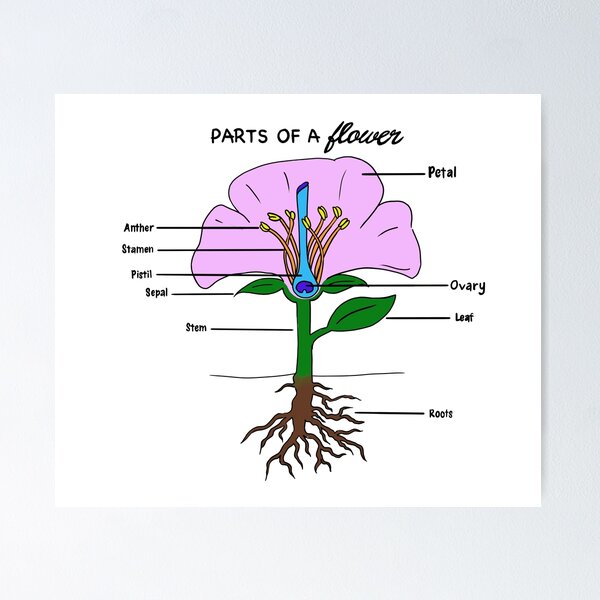 FREE Parts of a Plant Labeling Activity