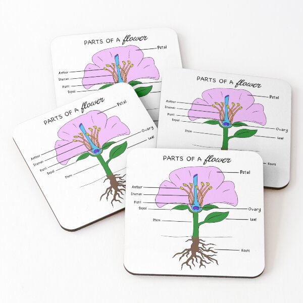 Item preview, Parts of a Flower designed and sold by Punchy Academic.