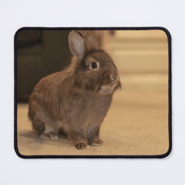 Item preview, Jack the Bunny designed and sold by mal-photography.