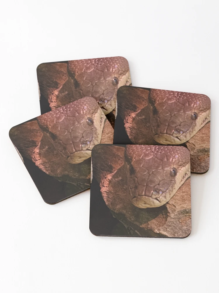Thumbnail 1 of 5, Coasters (Set of 4), Olive python designed and sold by Tcox91.