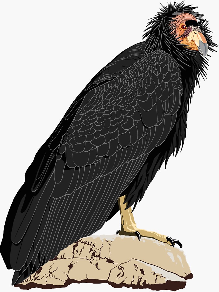 Thumbnail 3 of 3, Sticker, California Condor (support the Los Angeles Zoo) designed and sold by BennuBirdy.
