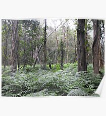 Australian Landscape Poster