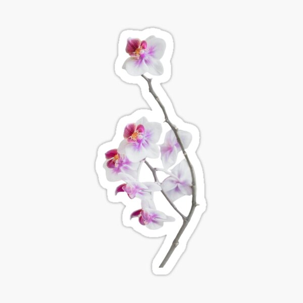 Item preview, White Orchid  designed and sold by moonlightxox.