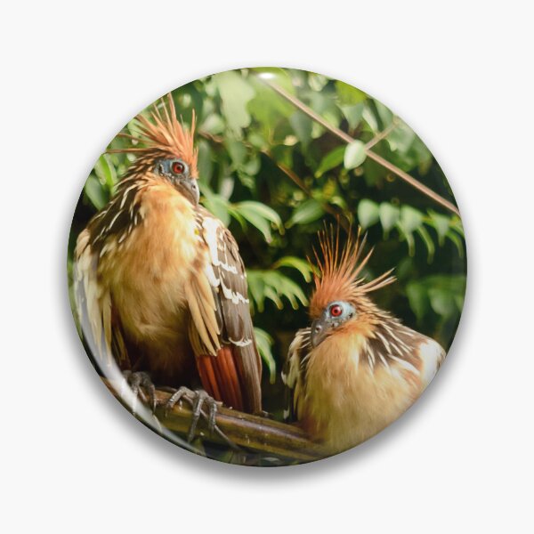 Item preview, Hoatzin of Lago Sandoval designed and sold by DWMMPhotography.