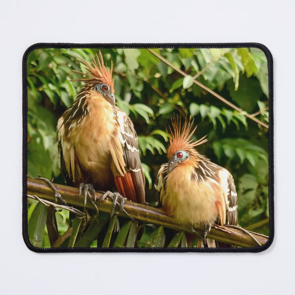Item preview, Hoatzin of Lago Sandoval designed and sold by DWMMPhotography.