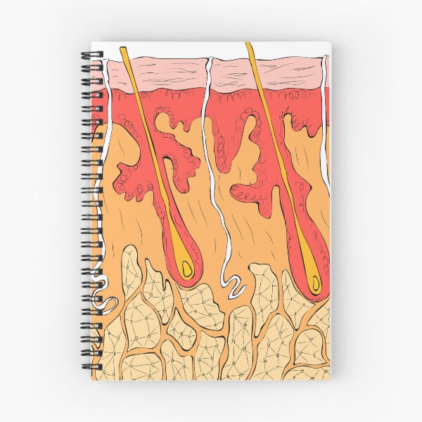 Item preview, Skin Human Organ composition anatomy of human skin  | educational poster  designed and sold by KARTICK DUTTA.
