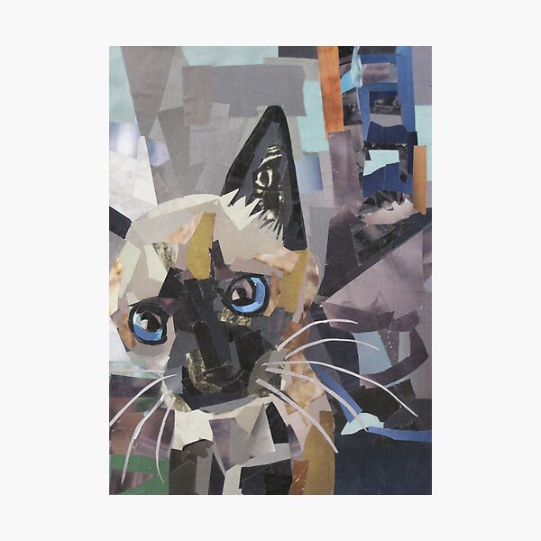 The Curious Kitten Photographic Print