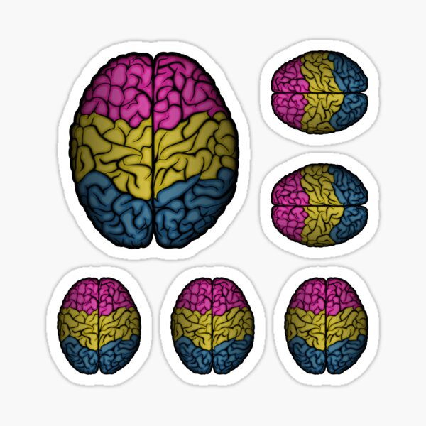 Large Pansexual Pride Flag Colored Brain Vector Sticker