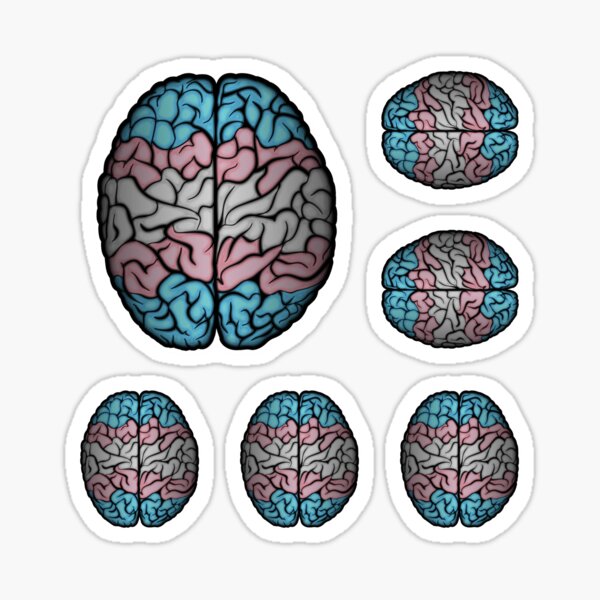 Transgender Pride Flag Colored Brain Vector Sticker