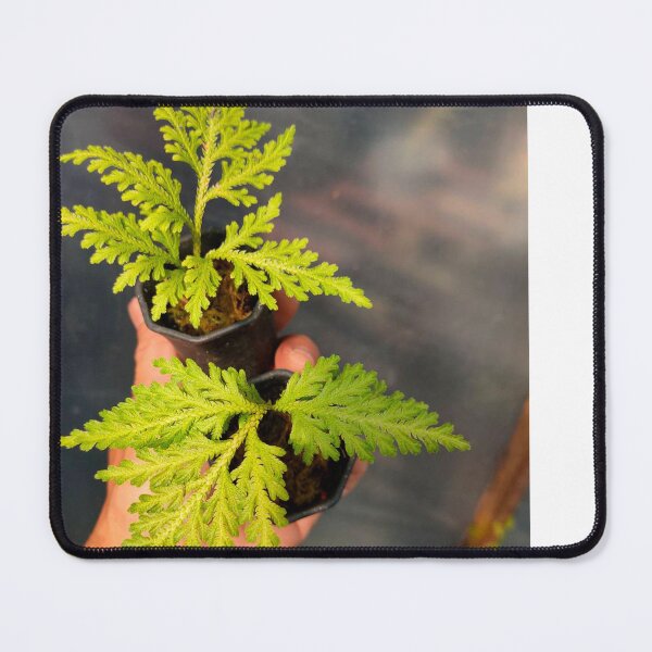 Item preview, Watercolor Fern designed and sold by BirtherArtShop.