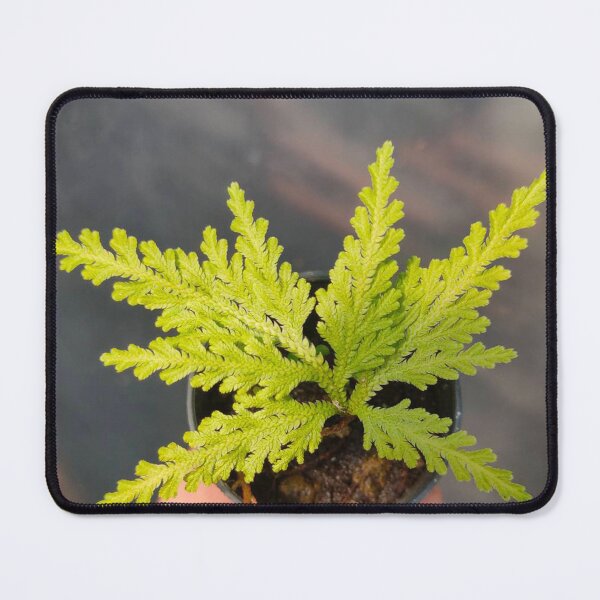 Item preview, ferns laptop designed and sold by BirtherArtShop.
