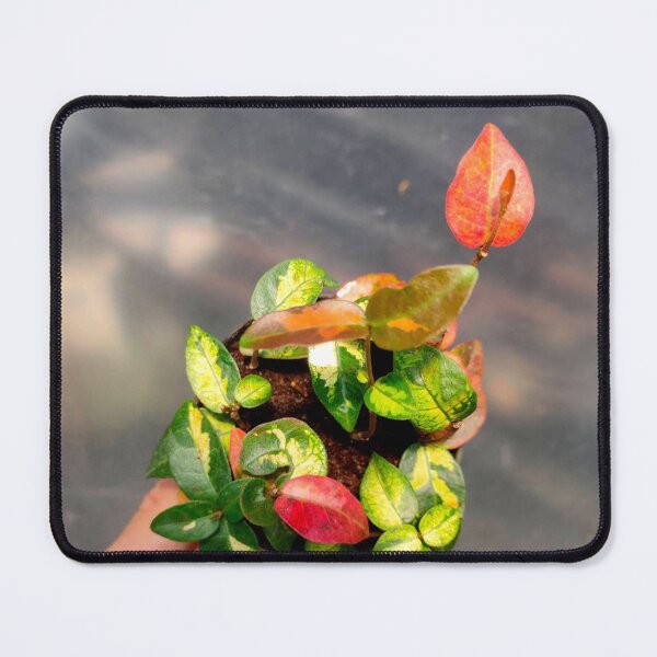 Item preview, love the earth designed and sold by BirtherArtShop.