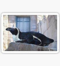 Penguin Sticker