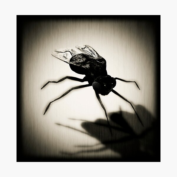 Item preview, Fly designed and sold by Jean-François Dupuis.