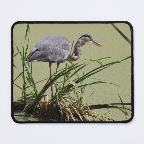 Item preview, A Great Blue Heron  designed and sold by Judy Geller.