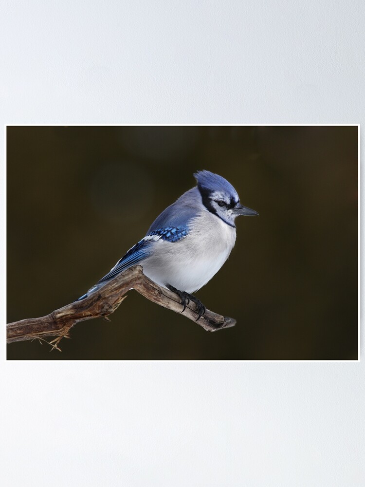 The Nook in The Woods Blue Jays Racerback S