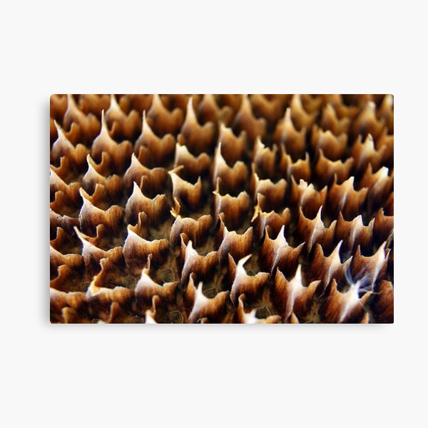 Flames In Nature Canvas Print