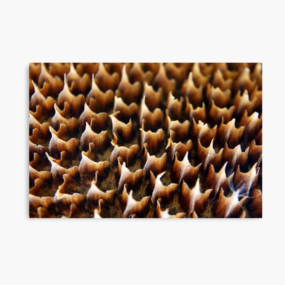 Flames In Nature Canvas Print