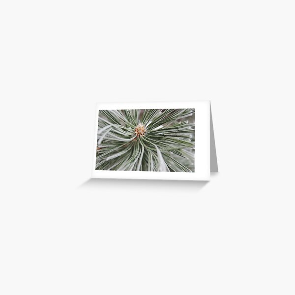 Frosted Pine Greeting Card