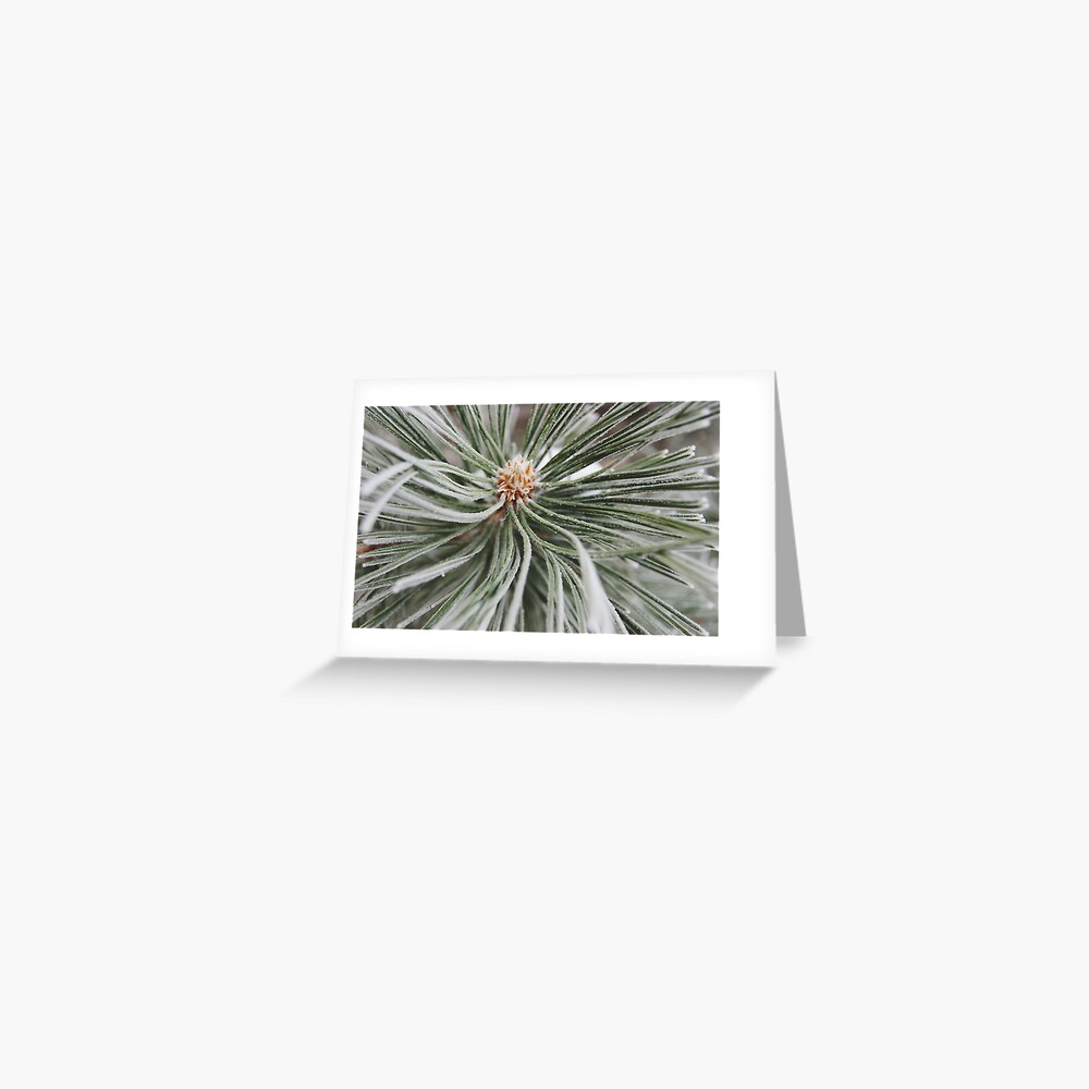 Frosted Pine Greeting Card