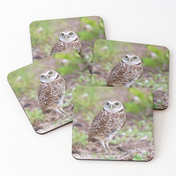 Item preview, Burrowing Owl designed and sold by zmphotography.