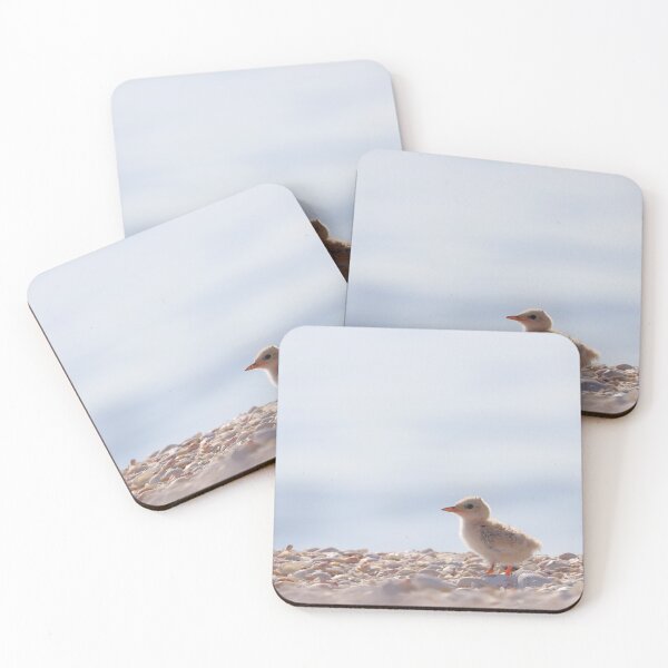 Item preview, Chick of the Least Tern designed and sold by zmphotography.