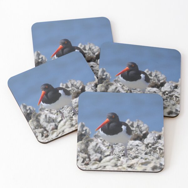 Item preview, Banded American Oystercatcher designed and sold by zmphotography.