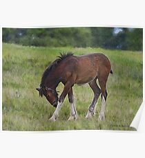 Foal - Cotebrook Shire Horse Centre Poster